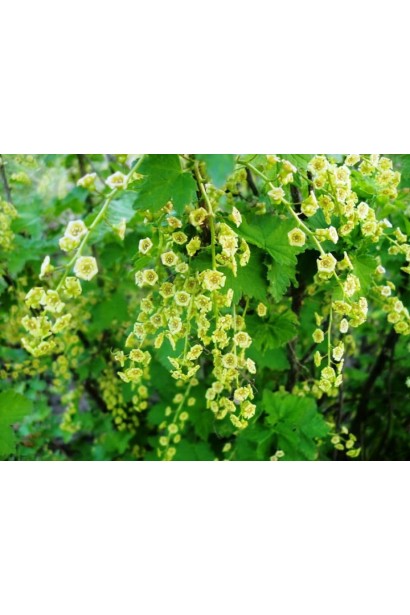 Ribes white Imperatorska – дозрівання влітку